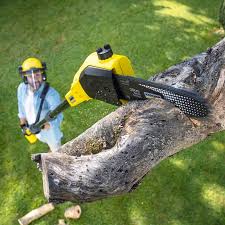 Best Tree Removal  in Hutchinson, KS